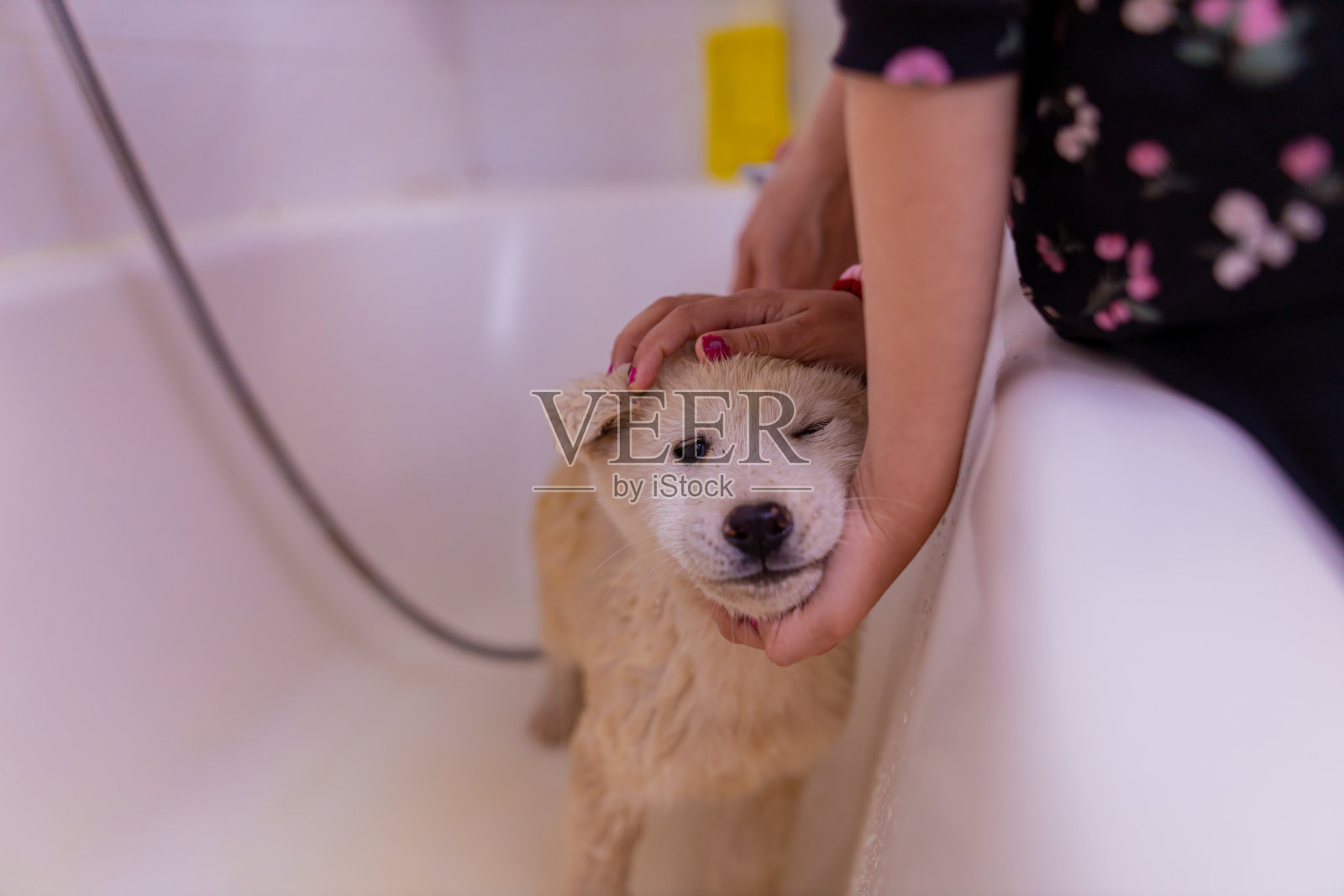 浴缸里湿漉漉的小狗照片摄影图片