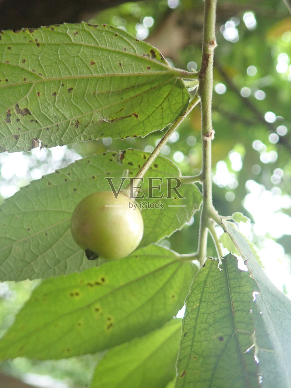 一个Kersen, seri, ceri, talok或kerukup暹罗(蒙丁卡拉布拉)的树枝上的水果与模糊的背景。照片摄影图片
