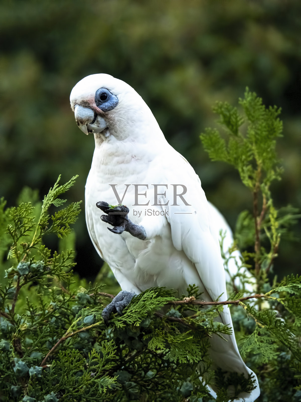 傍晚,野生科雷拉(Licmetis)在树枝上大吃大喝照片摄影图片