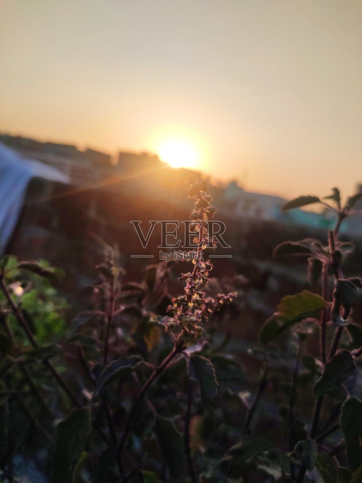 日出照片摄影图片