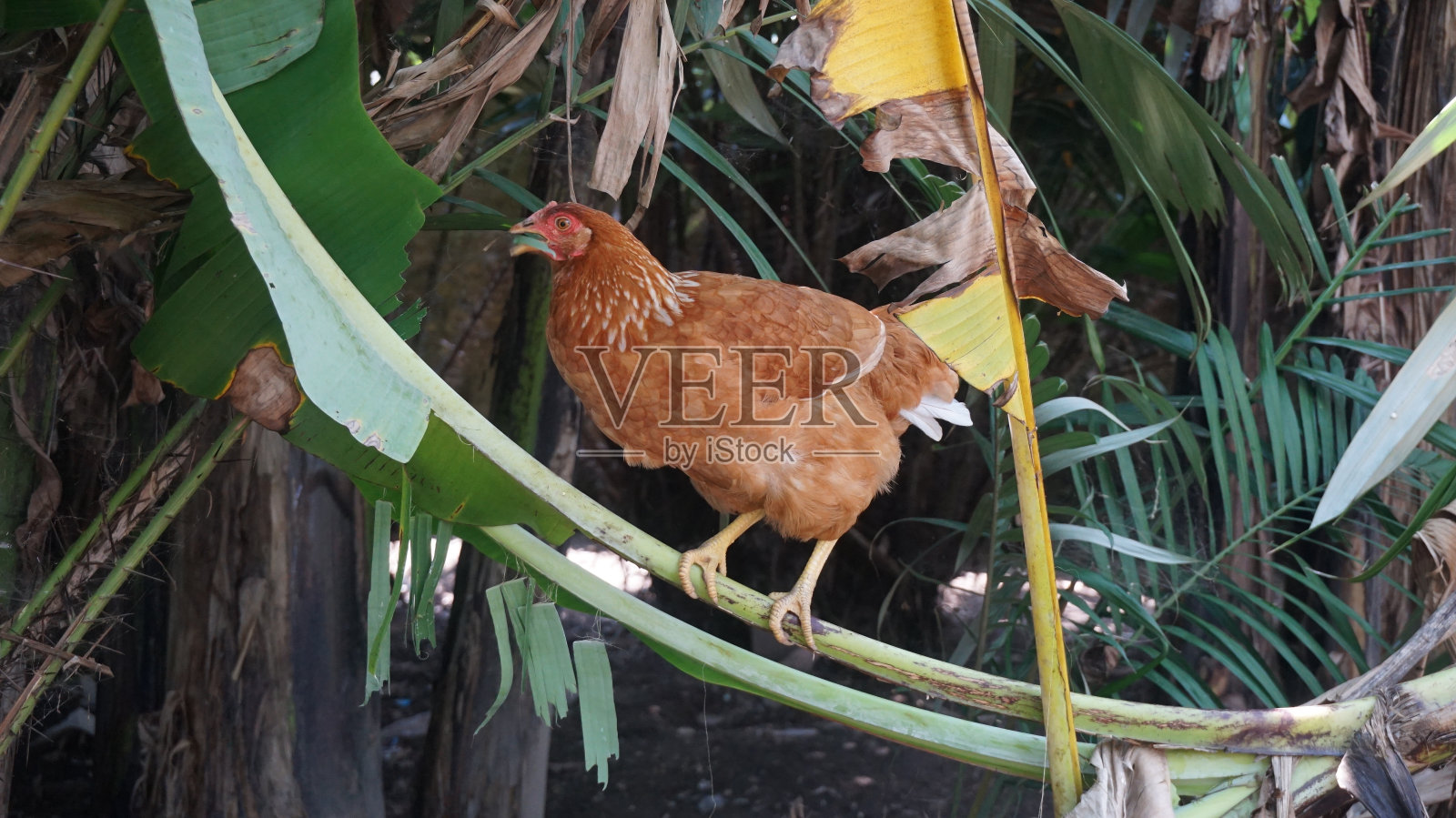 鸡照片摄影图片