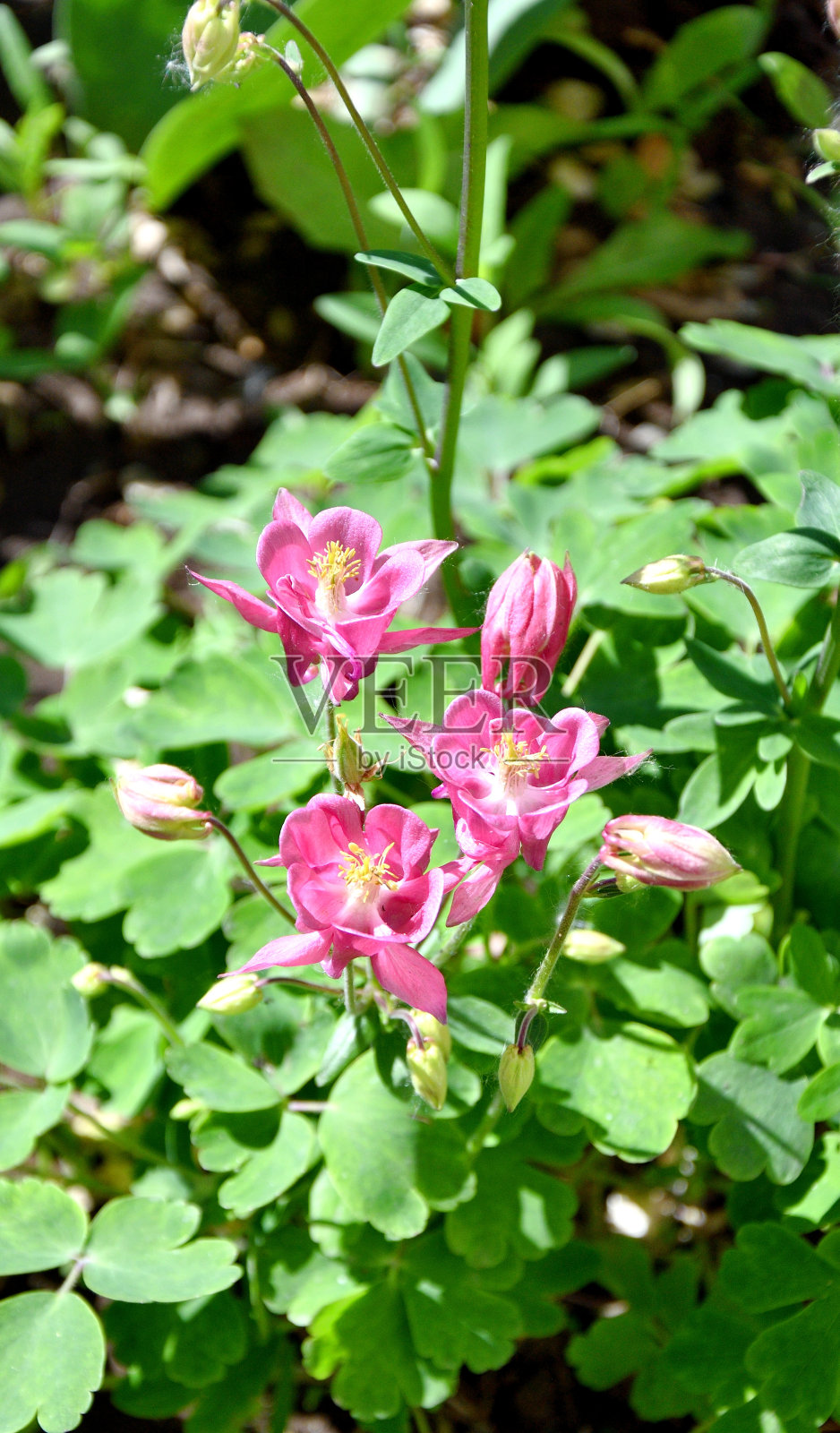 花Aquilegia vulgaris(拉丁文Aquilegia vulgaris)或Catchment (Columbine,祖母的帽子)照片摄影图片