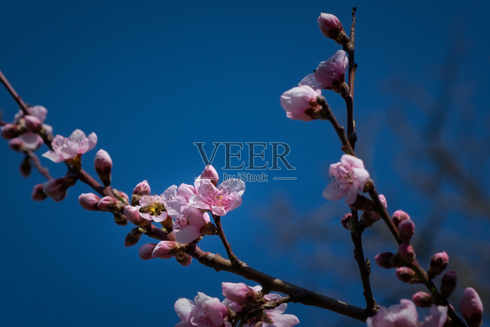 春天来了照片摄影图片