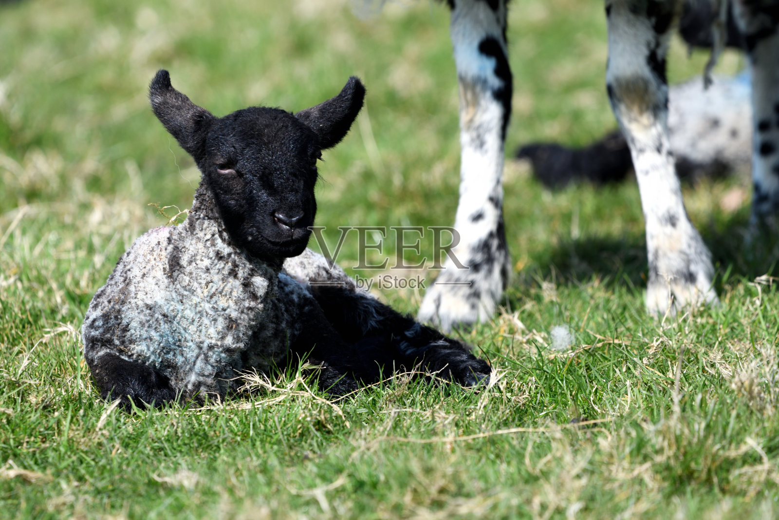 躺在羊腿旁边的羔羊照片摄影图片