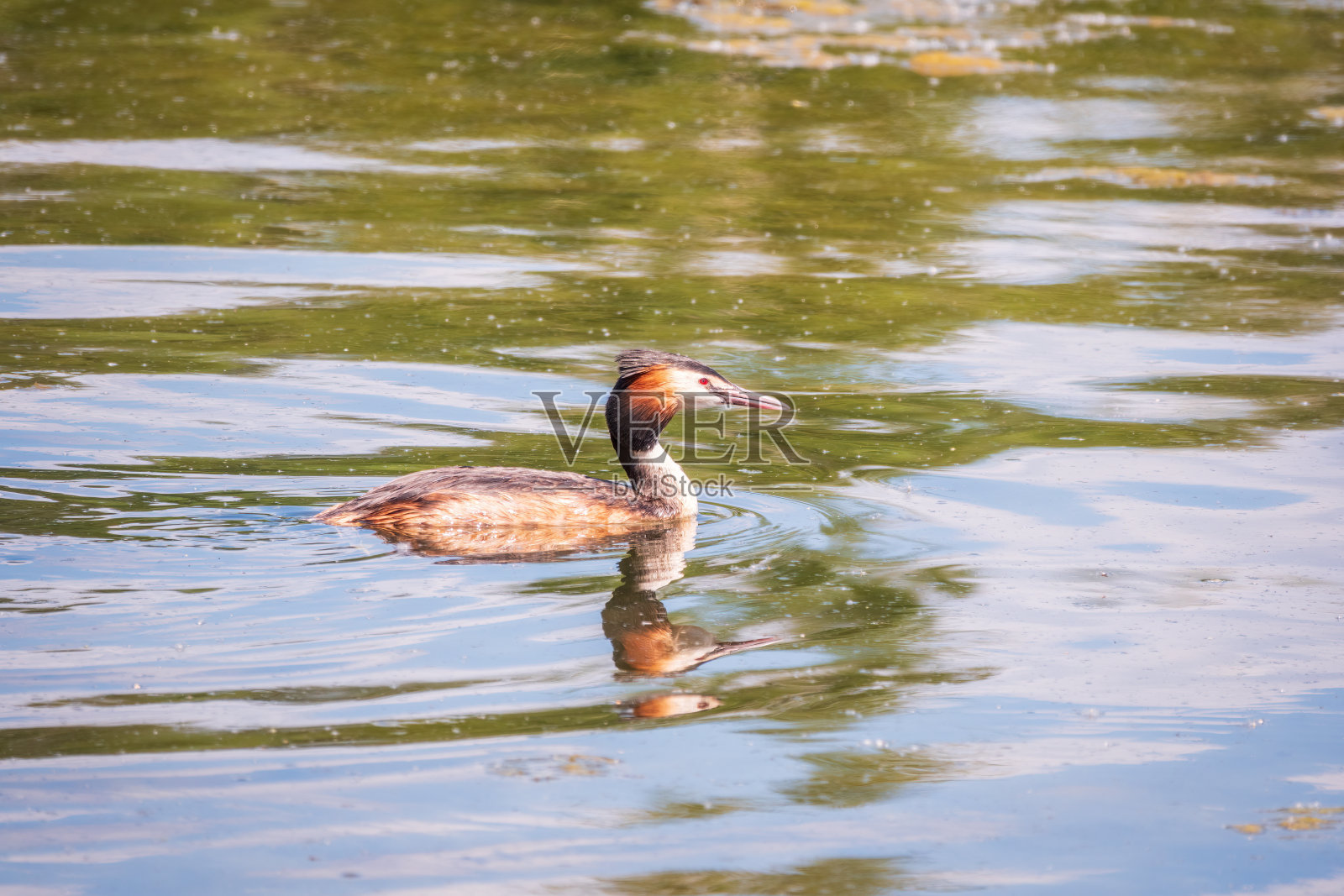 水鸟大凤头䴙䴘在平静的湖面上游泳照片摄影图片