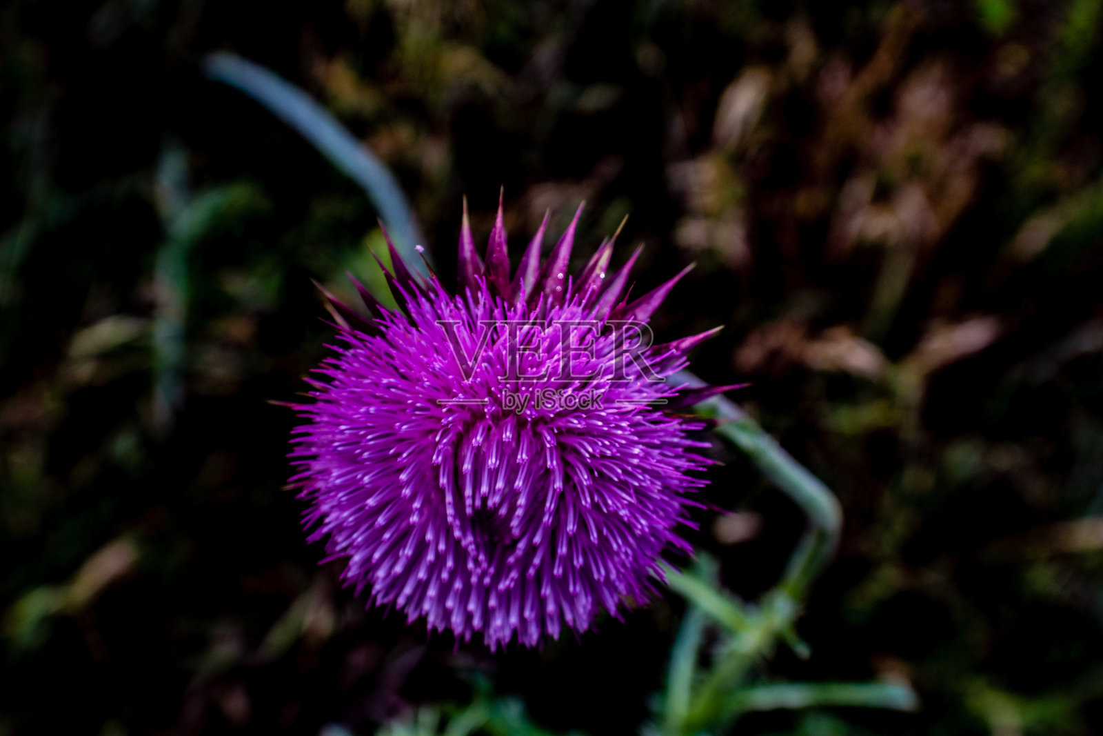 紫色的球照片摄影图片