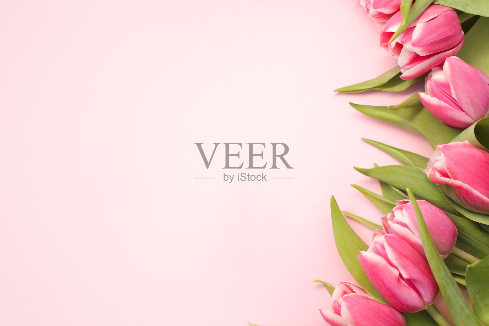 新鲜的郁金香。照片摄影图片