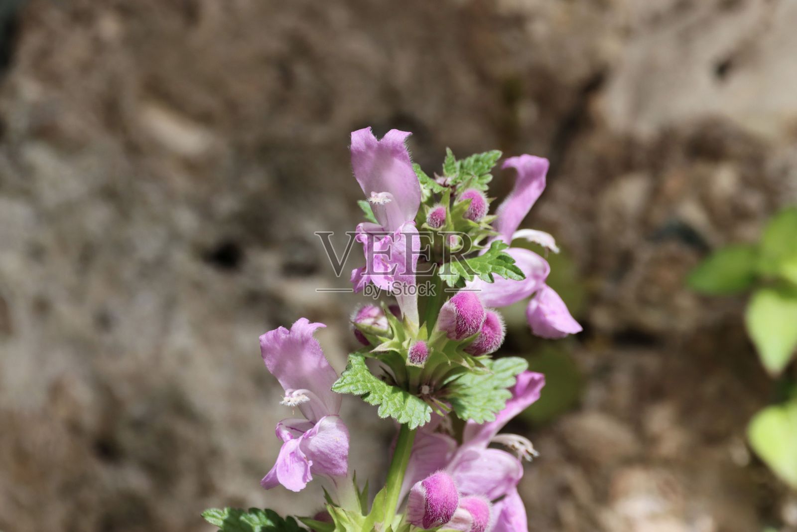 死荨麻的花照片摄影图片