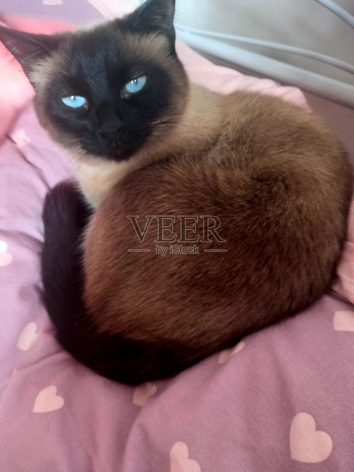 毯子下的暹罗猫。照片摄影图片