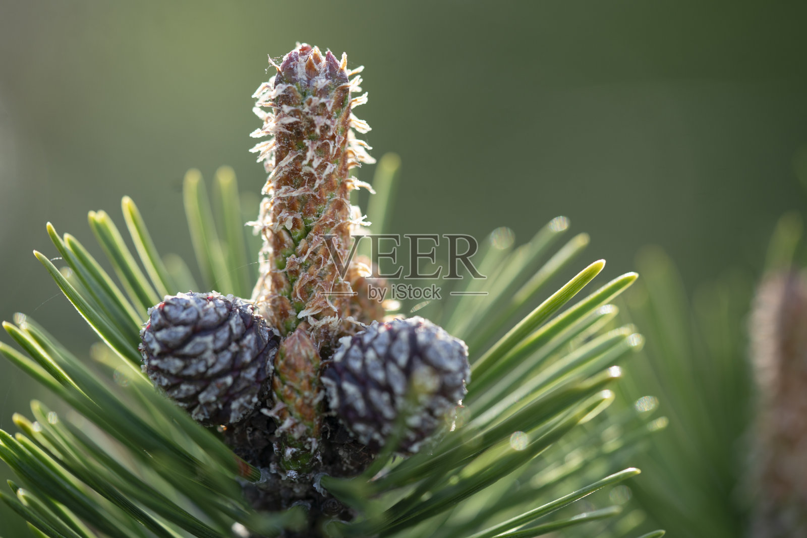 模糊背景下的松树关联。照片摄影图片