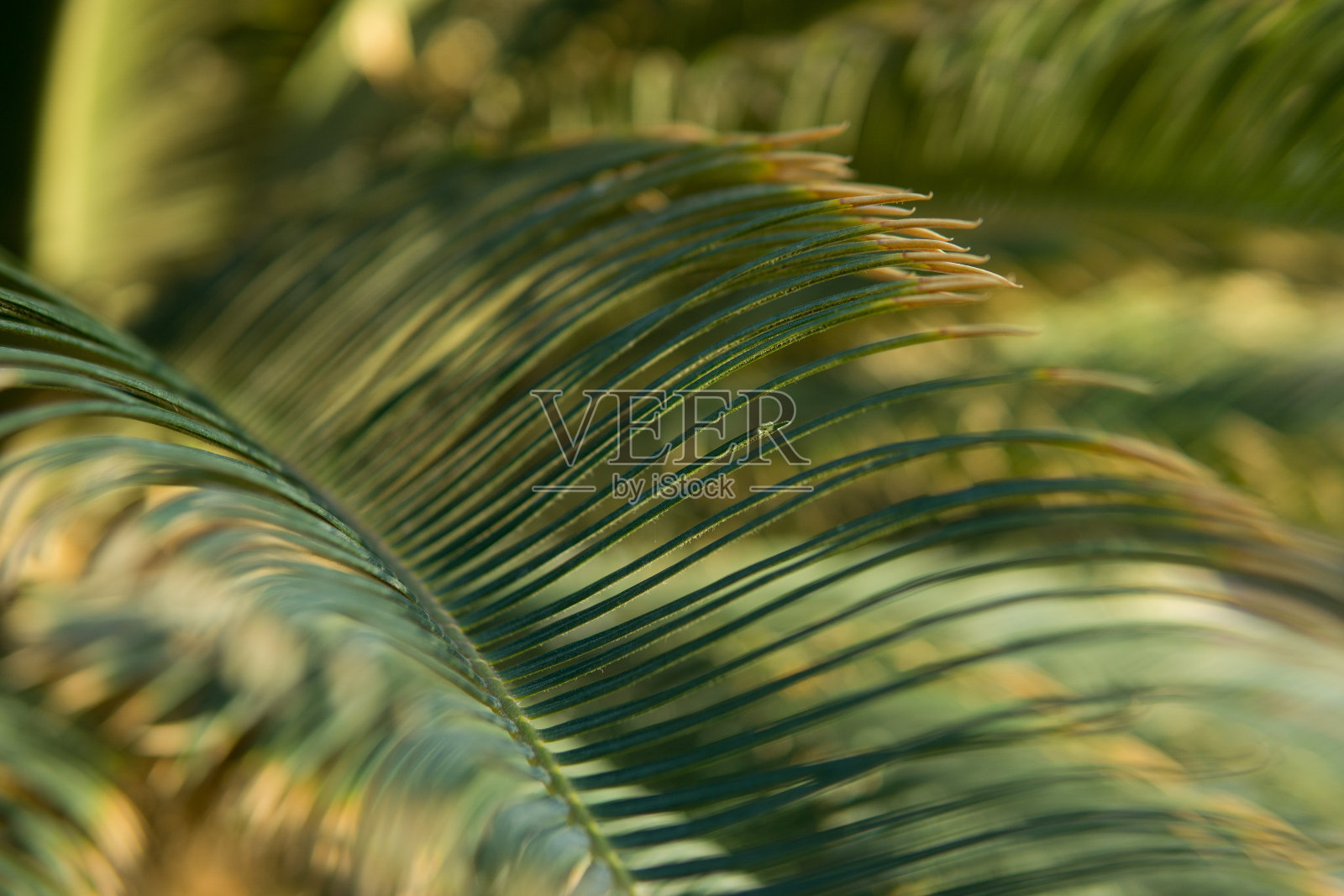 绿色的棕榈叶,自然的背景。照片摄影图片