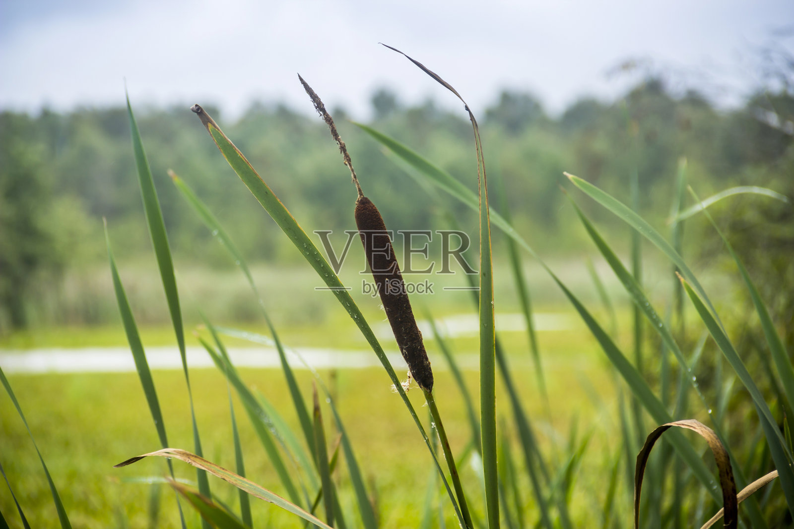 池塘岸边长满了棕色的芦苇、香蒲和芦苇照片摄影图片