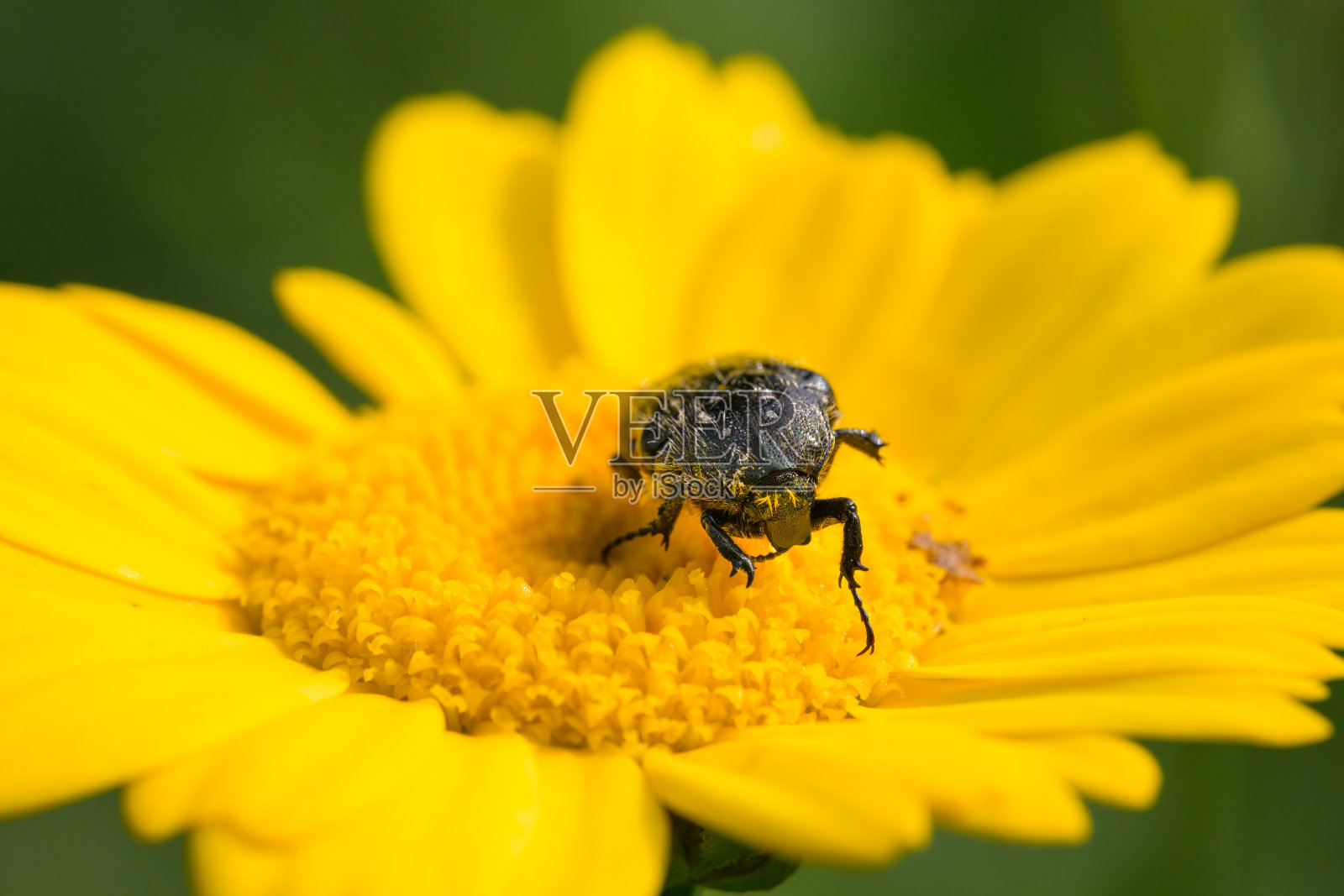 一只有白色斑点的玫瑰甲虫坐在黄花上照片摄影图片