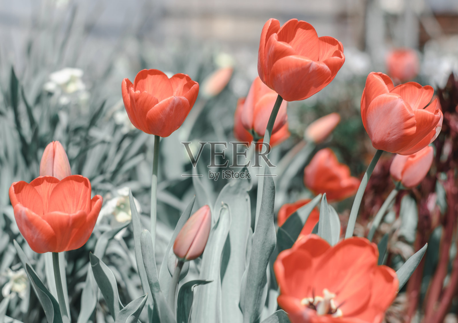 红色郁金香的色调照片。美丽的春天花园鲜花照片摄影图片
