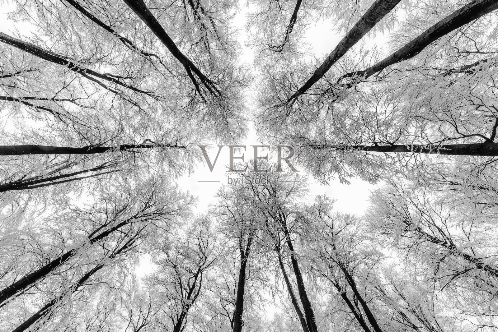 冬树冠照片摄影图片