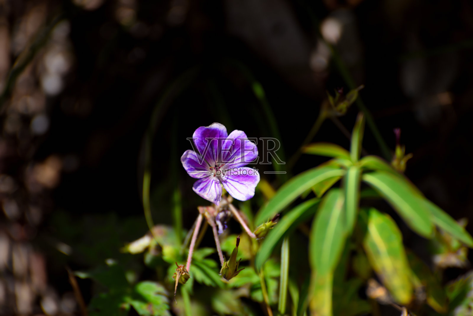 绿色植物照片摄影图片