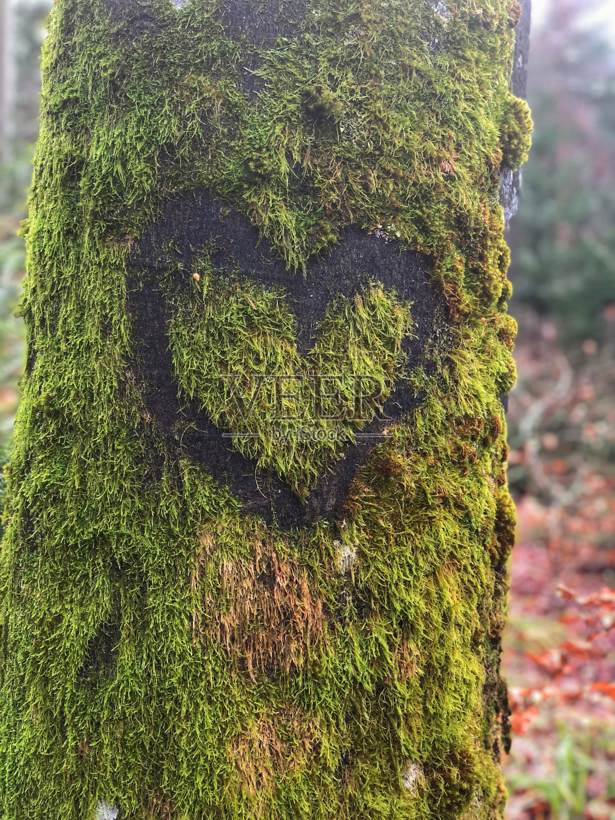 爱树照片摄影图片