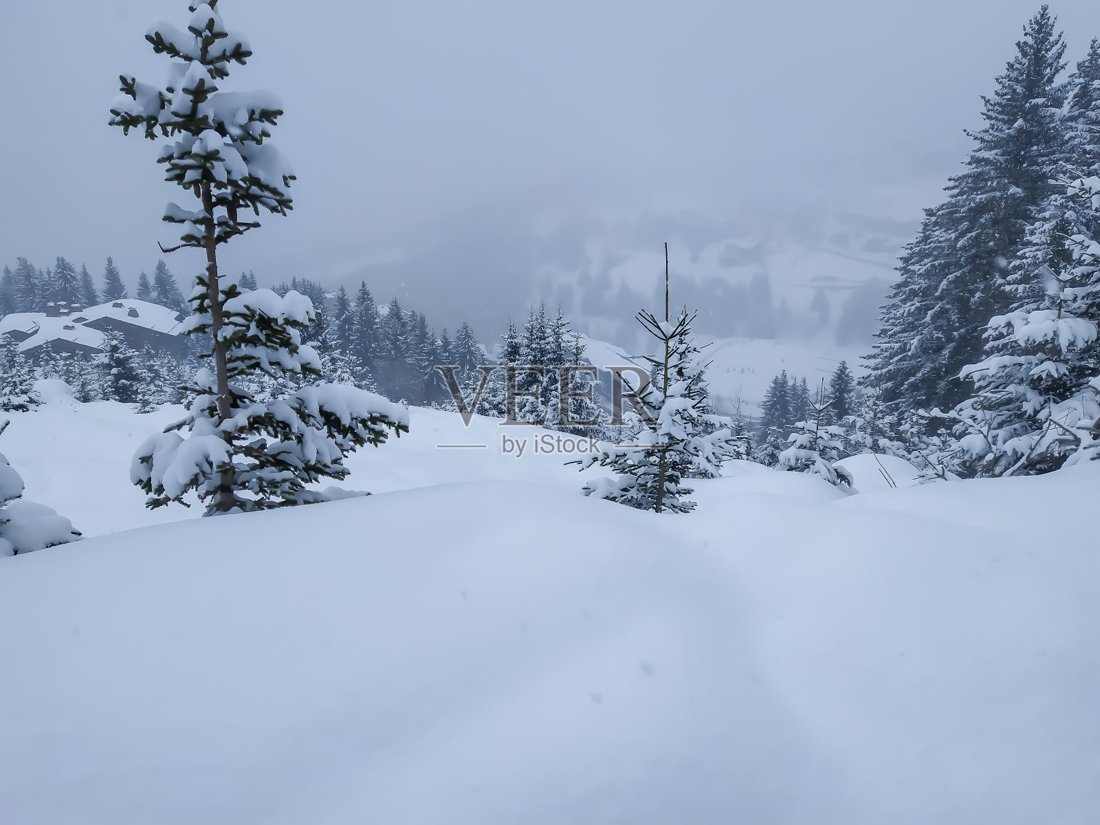 2022年库尔舍维尔森林降雪照片摄影图片