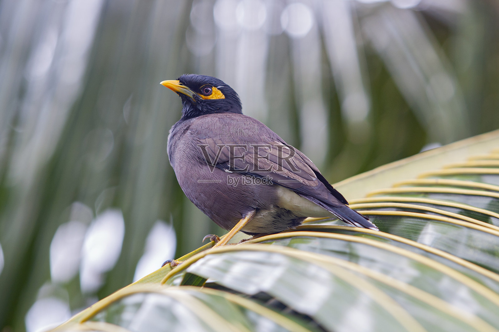 常见的八哥或印度八哥是一种原产于亚洲的蛇科鸟类照片摄影图片
