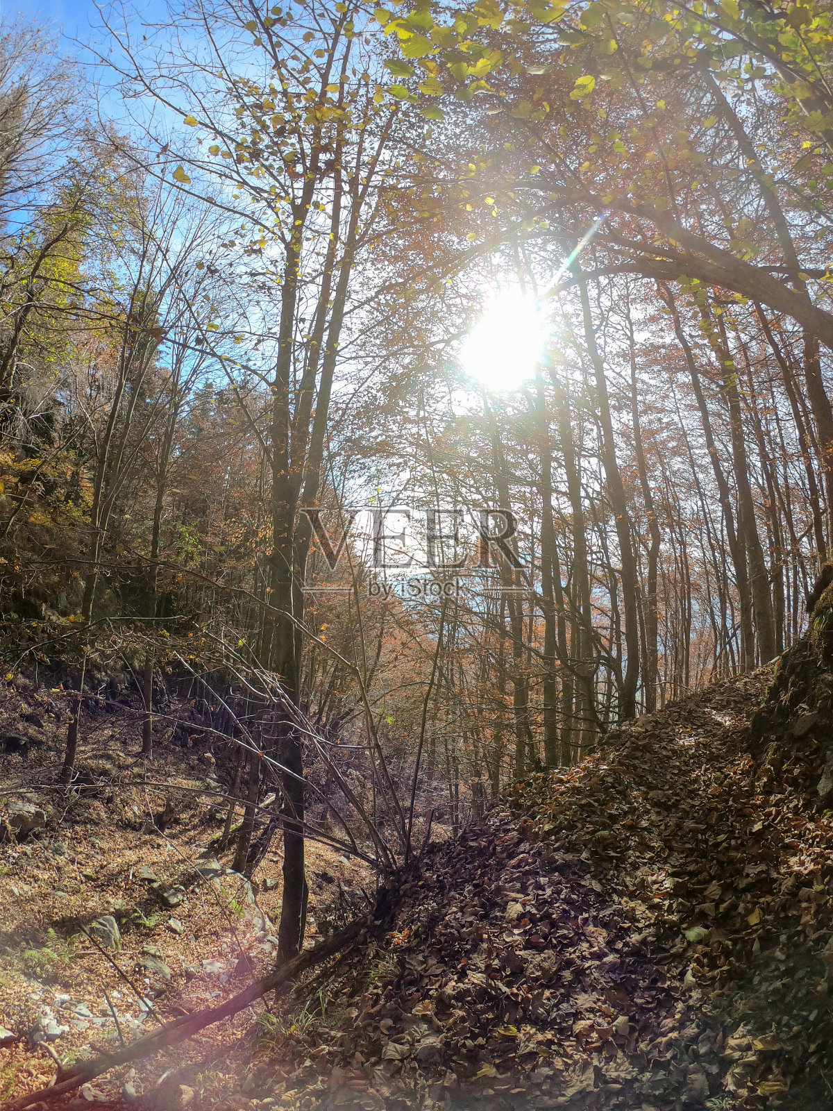 瑞士,冬天森林里的阳光照片摄影图片