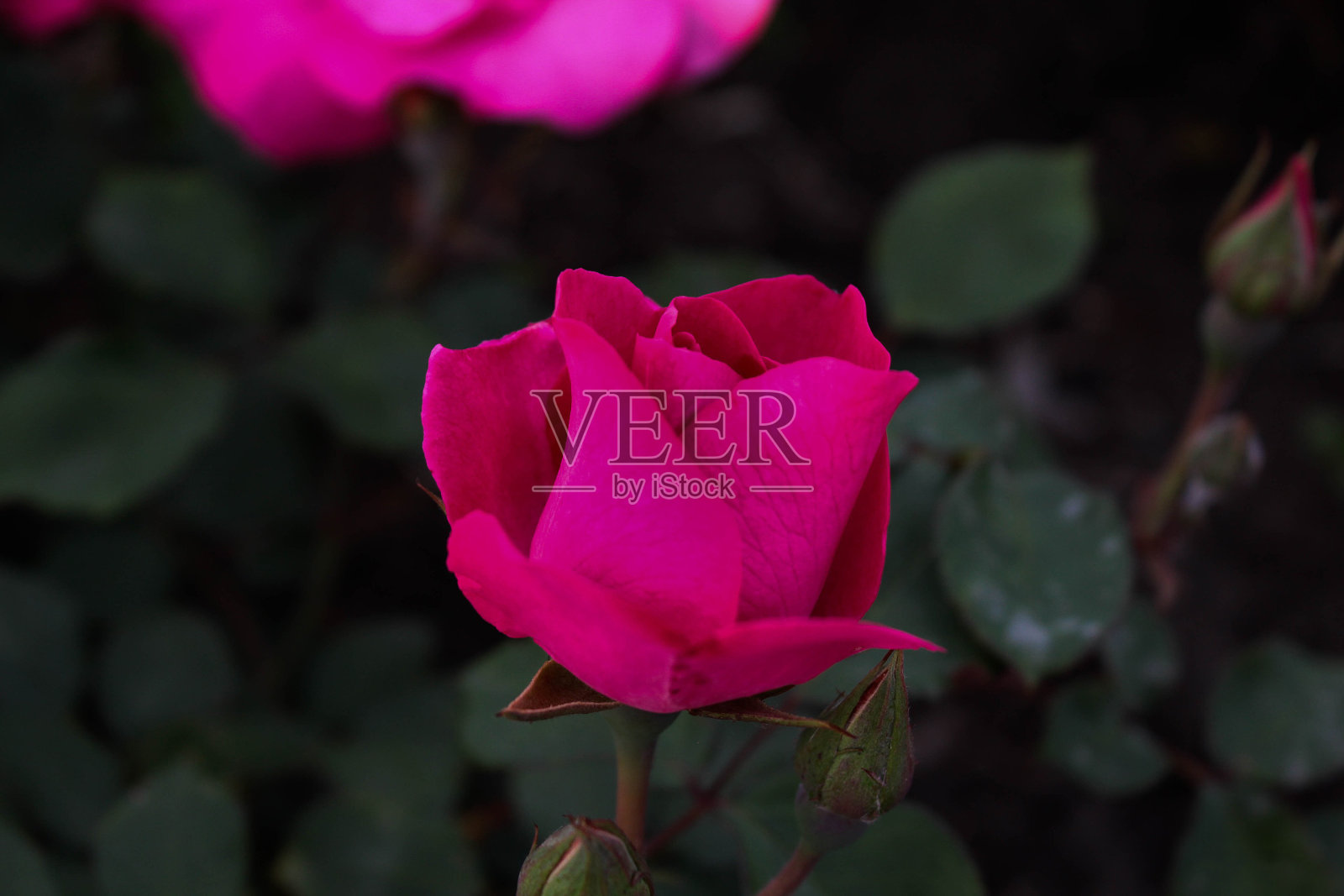 粉色玫瑰照片摄影图片