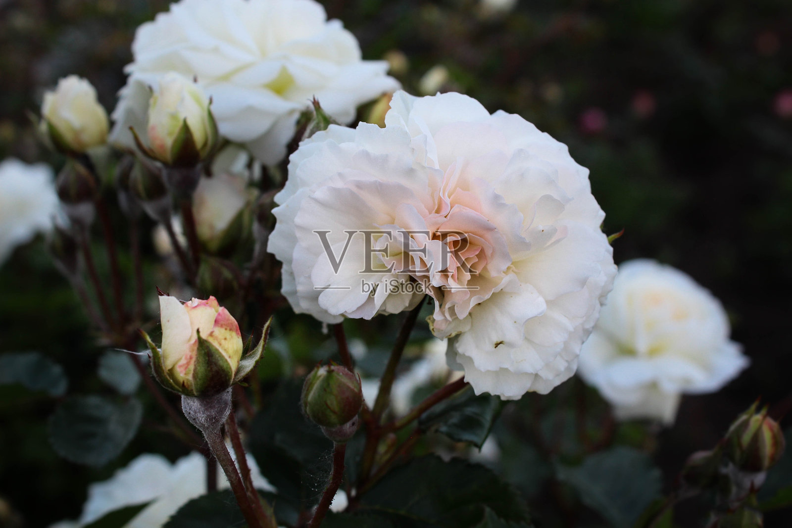 玫瑰花园。白玫瑰照片摄影图片