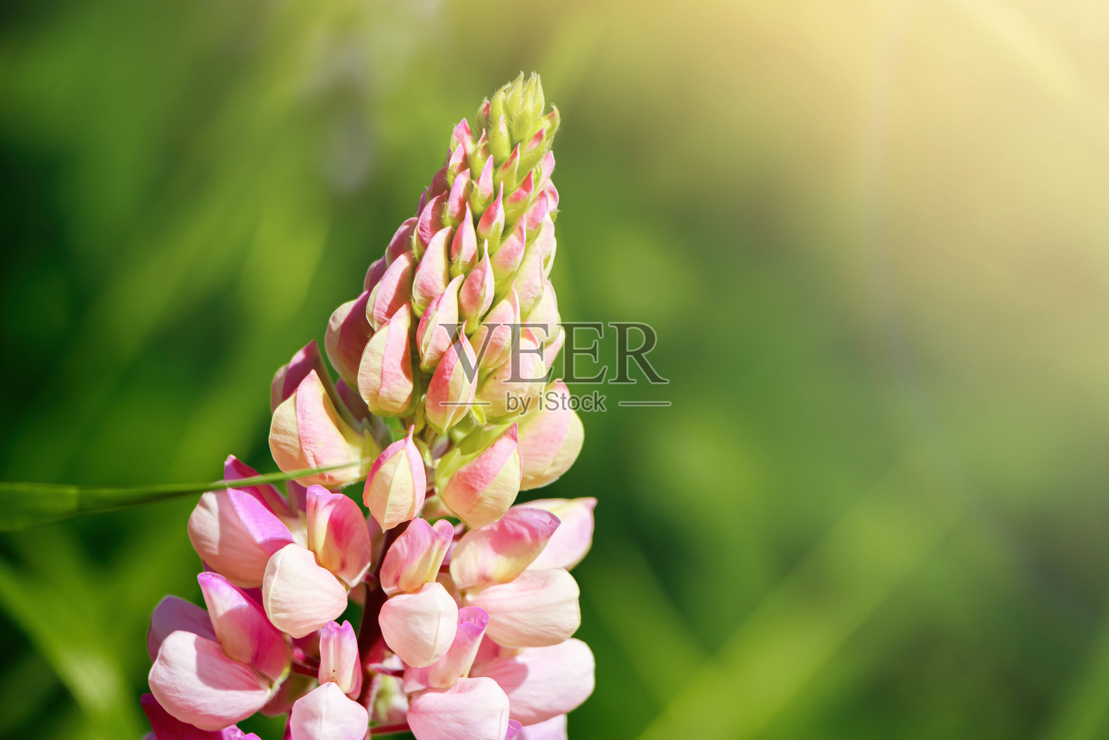 粉红色的羽扇豆花在阳光下闭合。盛开的野生植物。卢平。照片摄影图片