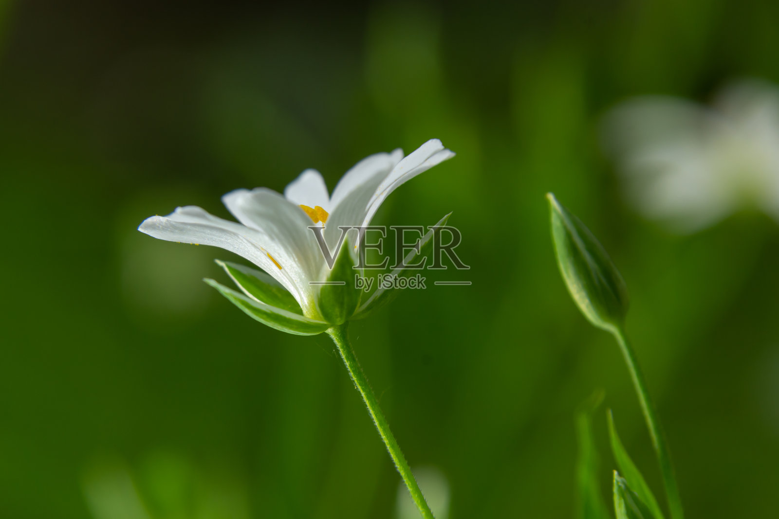 Stellaria holostea。繁缕属的纤细的森林花。花的背景。白色的花在自然的绿色背景。照片摄影图片