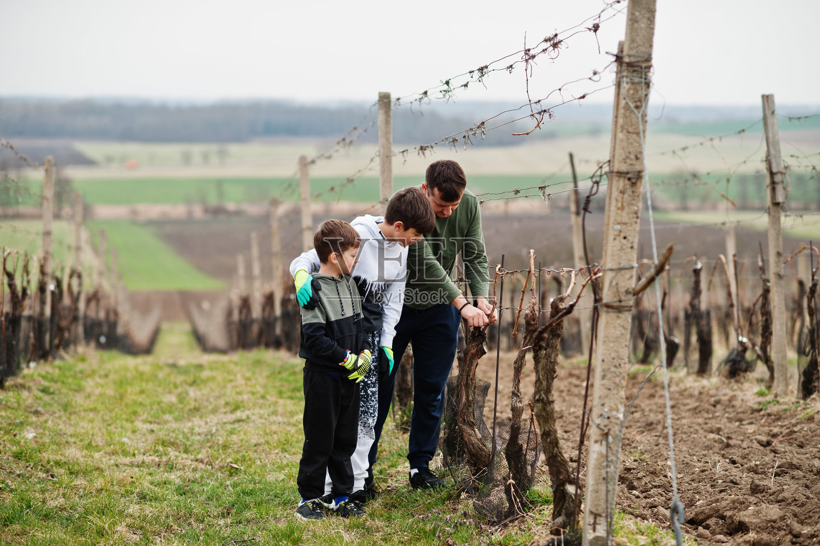 父亲和两个儿子在葡萄园工作。照片摄影图片