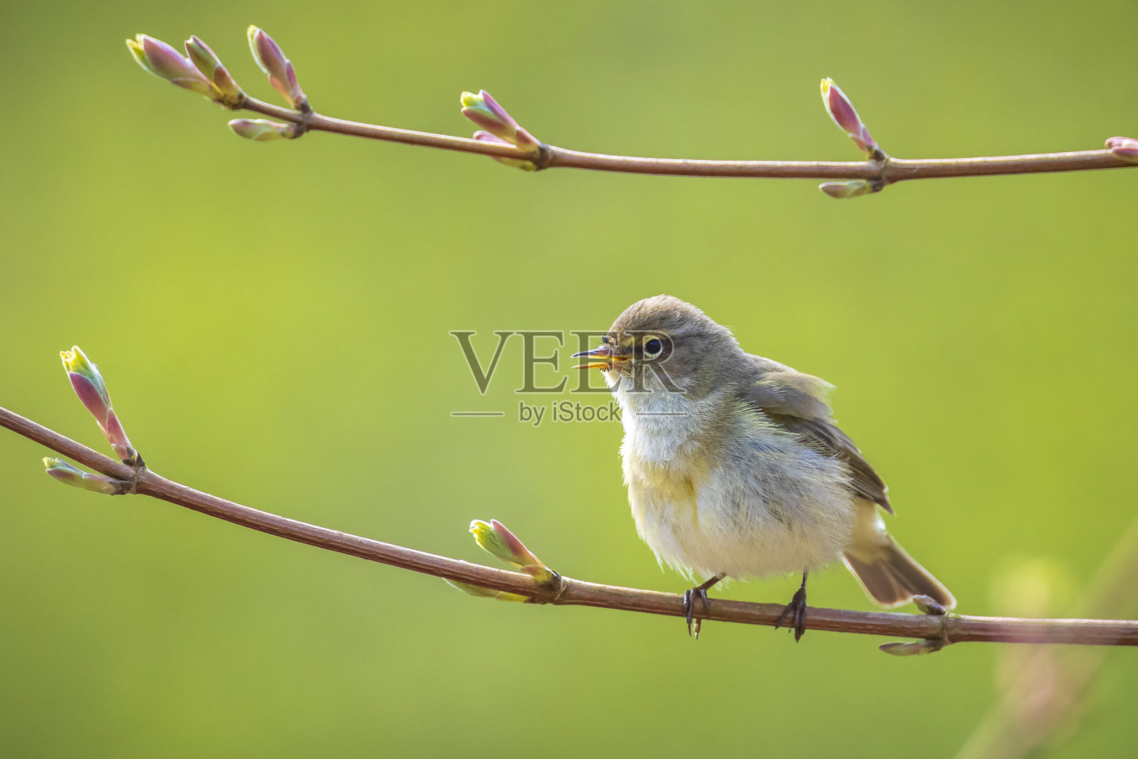 普通黄鹂鸟照片摄影图片