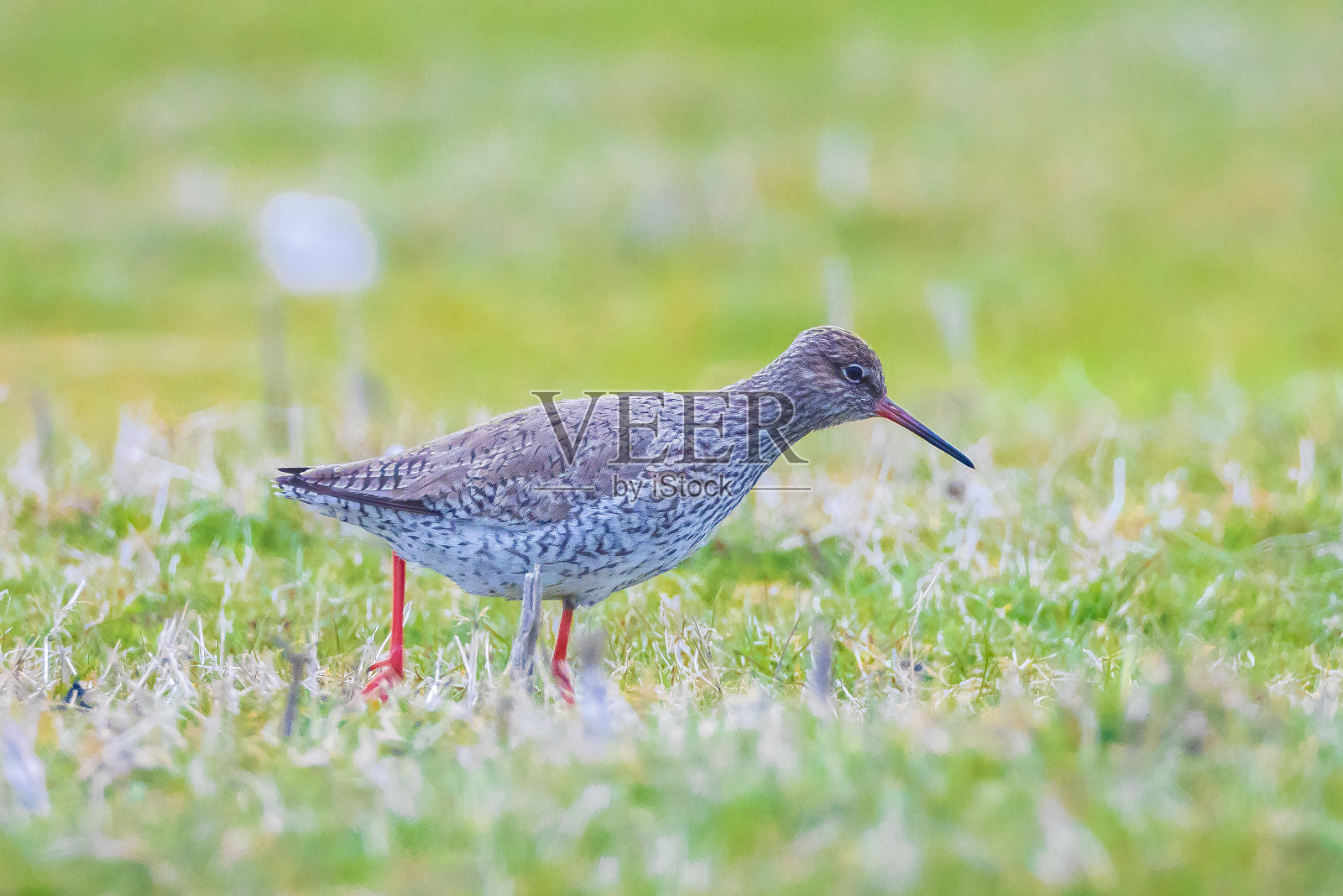 农田中的红脚鹬照片摄影图片