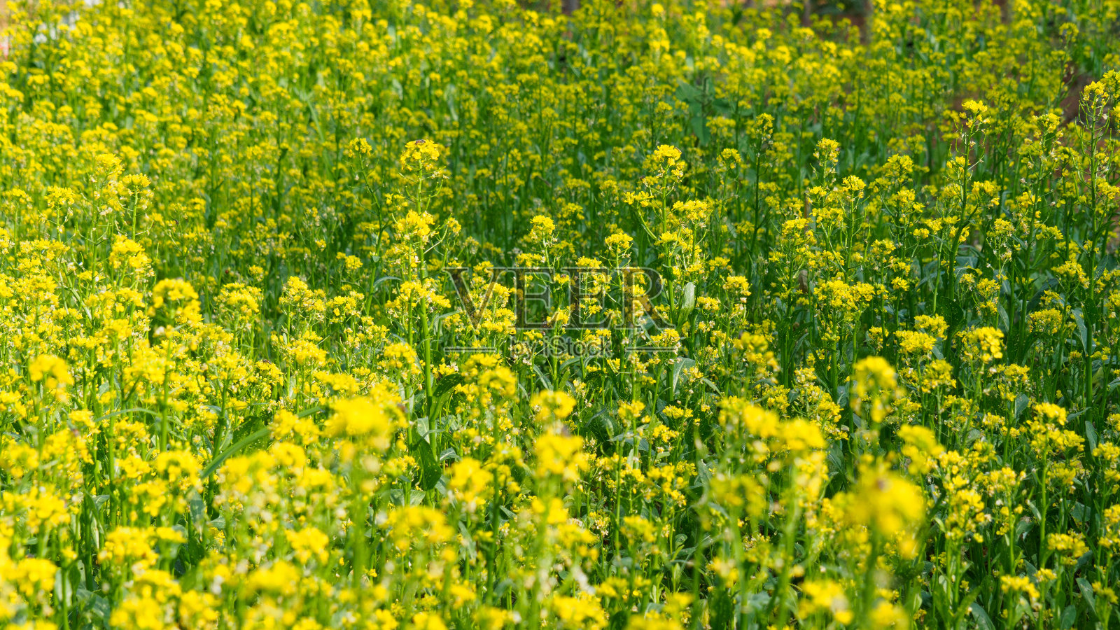 芥菜花把公共土地变成生机勃勃的金黄色田野。照片摄影图片