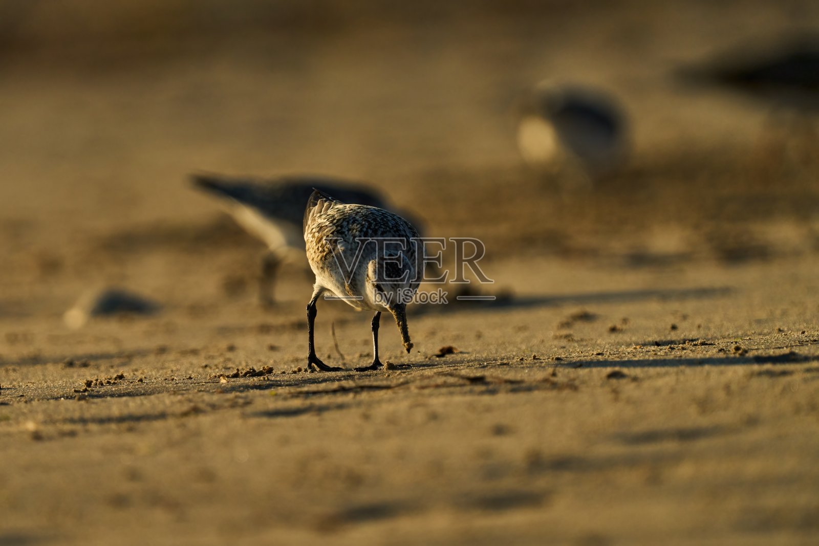 一只sanderling看着地面,在Ile de Re海滩的沙滩上寻找食物照片摄影图片