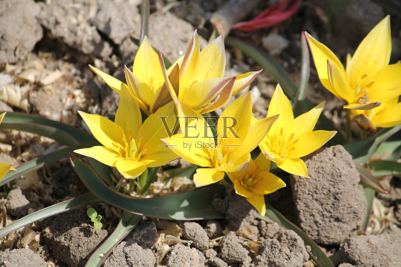 开花的郁金香Tarda (Dasystemon)与黄色的花朵在春天的花园照片摄影图片