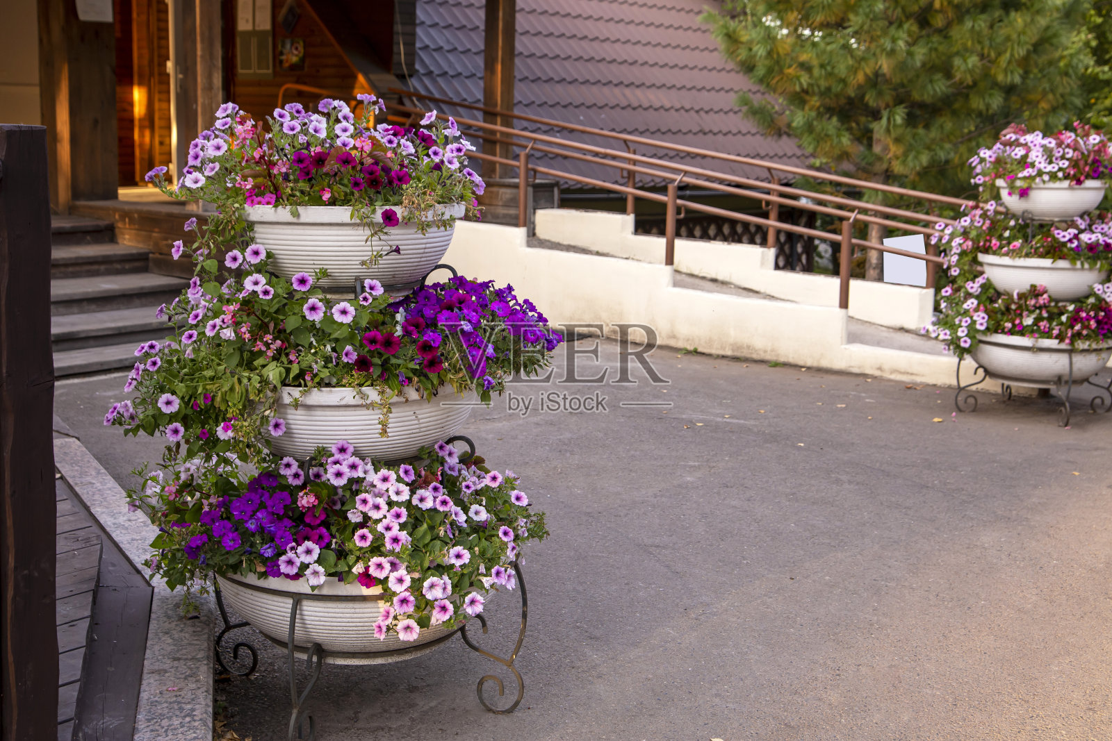 公园设计中的花盆和牵牛花。绿化,一年生植物。照片摄影图片