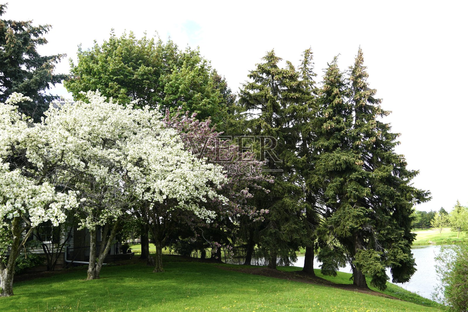 公园里的春天照片摄影图片