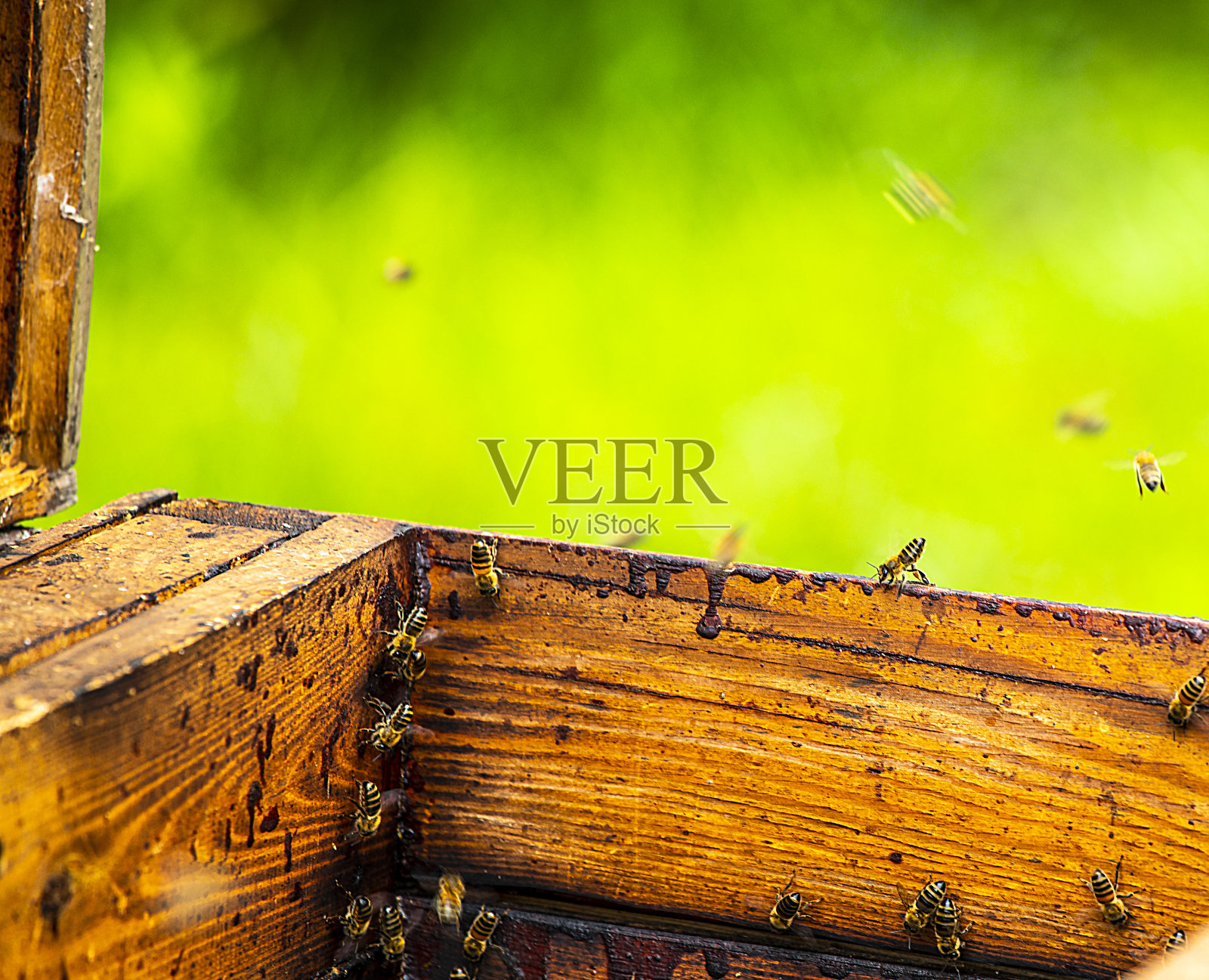 木制蜂巢里蜜蜂一家的生活。户外hiveBeekeeping。蜂疗照片摄影图片