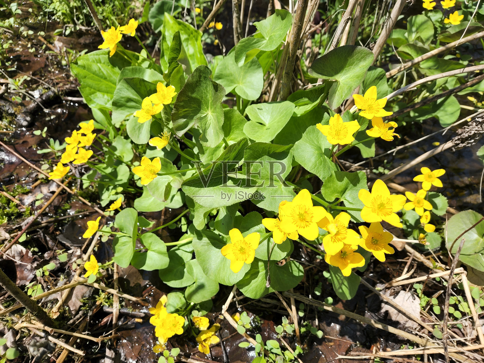 湿地中的黄色沼泽万寿菊照片摄影图片
