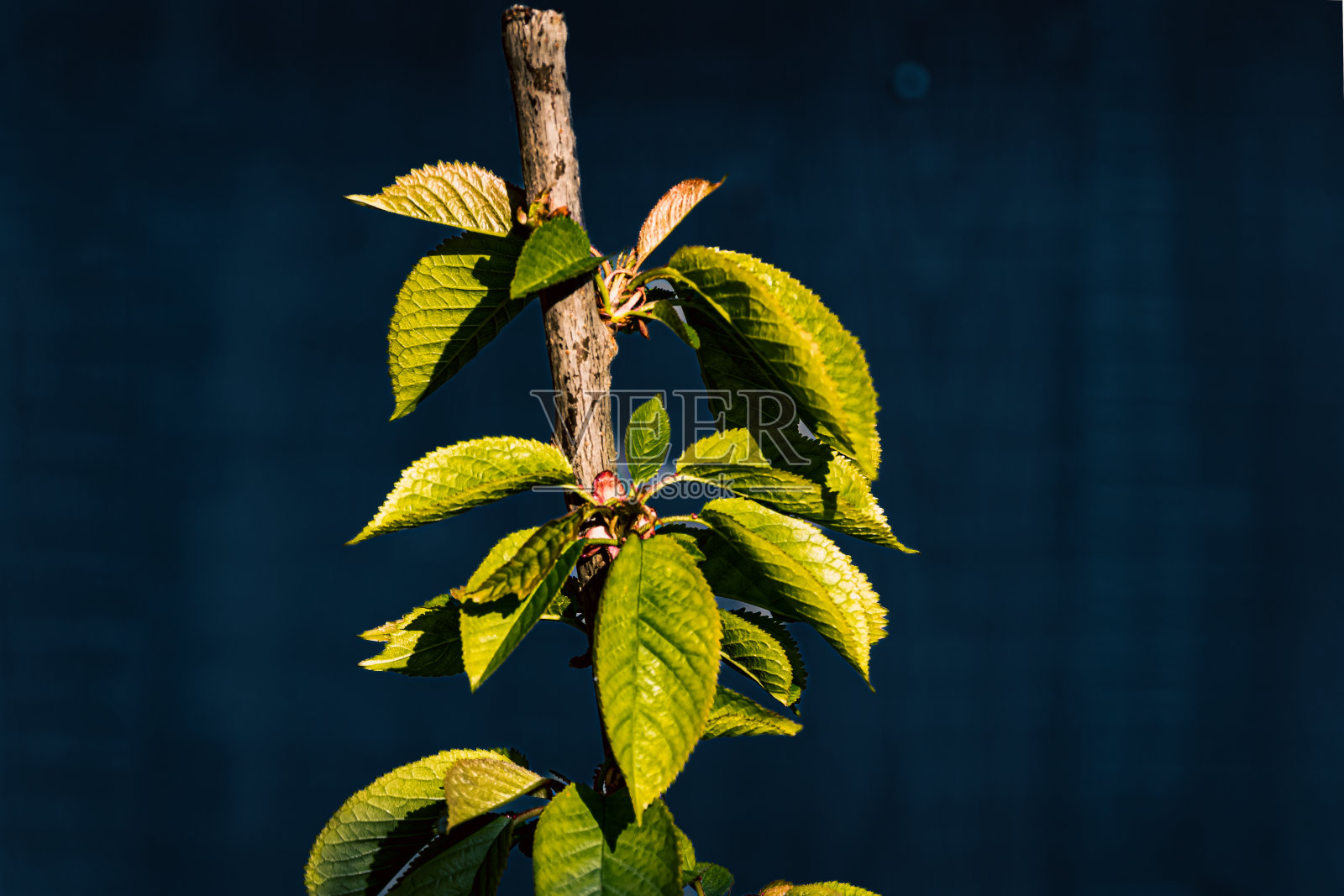 樱桃树照片摄影图片