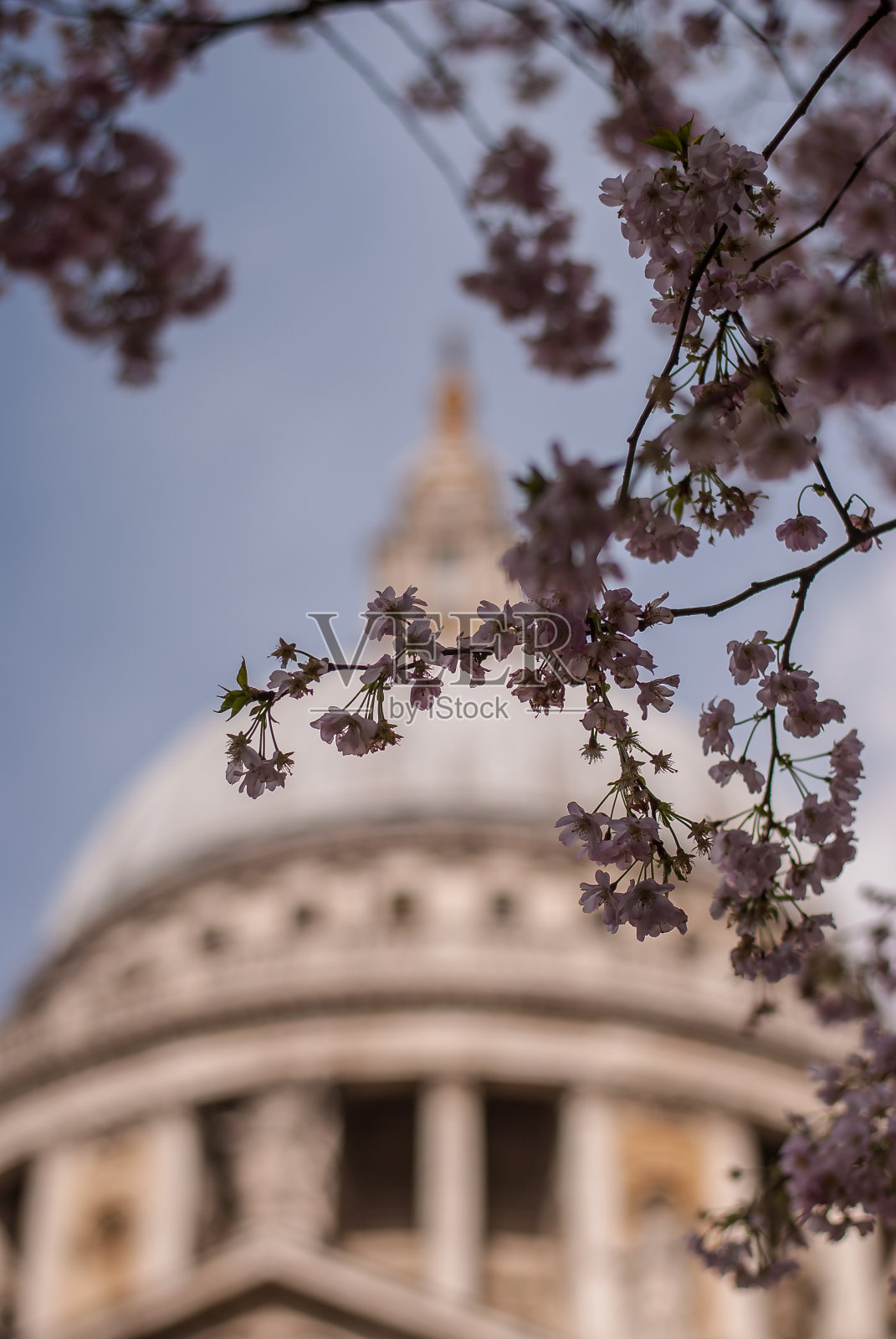 以圣保罗大教堂为背景的伦敦春树绽放照片摄影图片