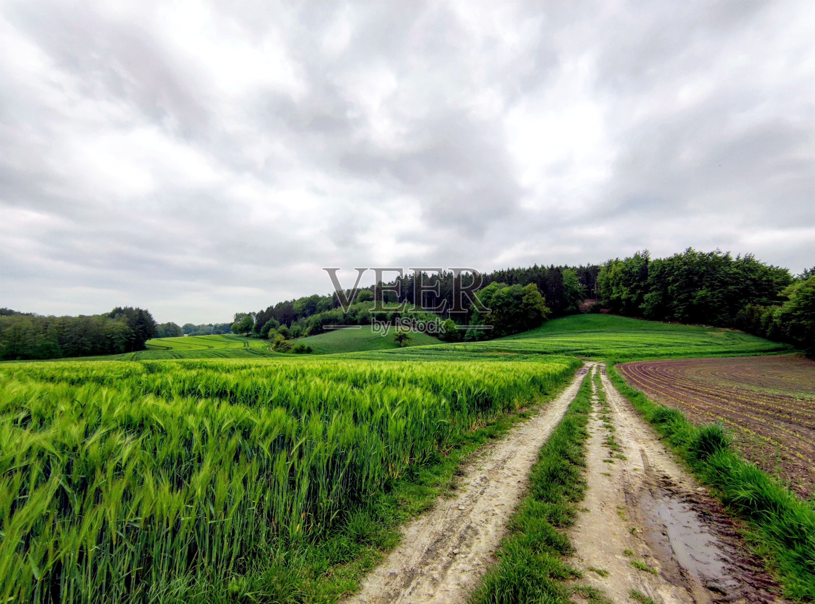 绿野附近泥泞的路。美丽的夏日乡村景观。照片摄影图片