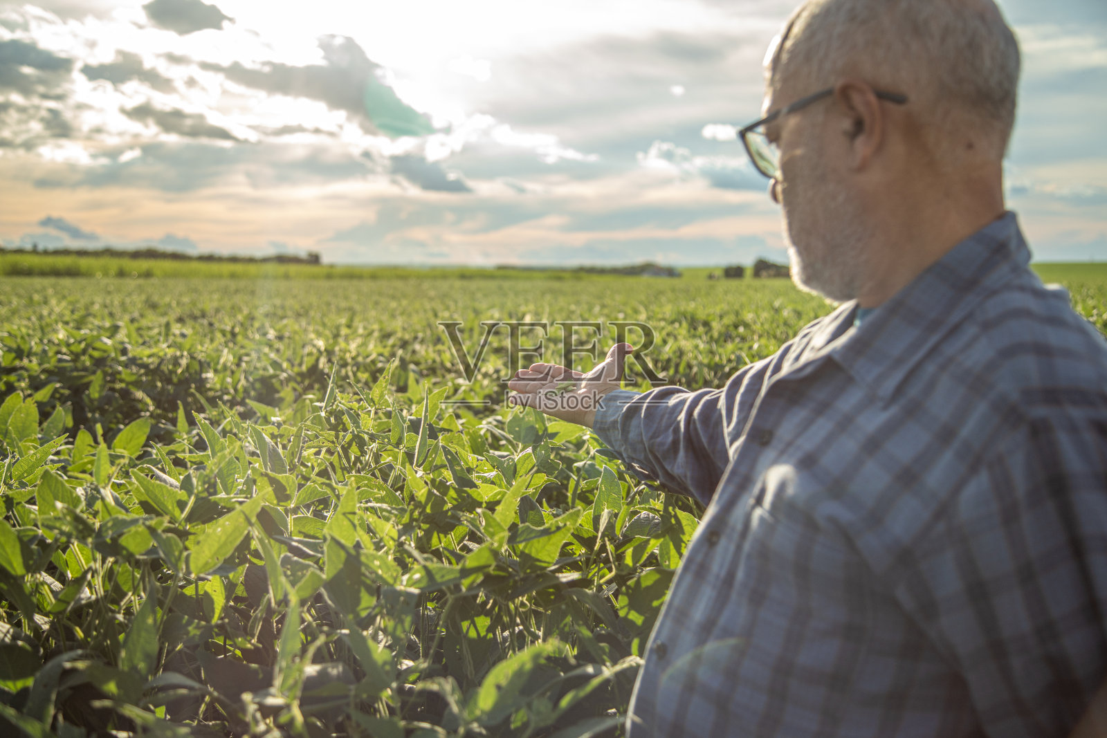日落时分,男子在种植园里看大豆种子照片摄影图片