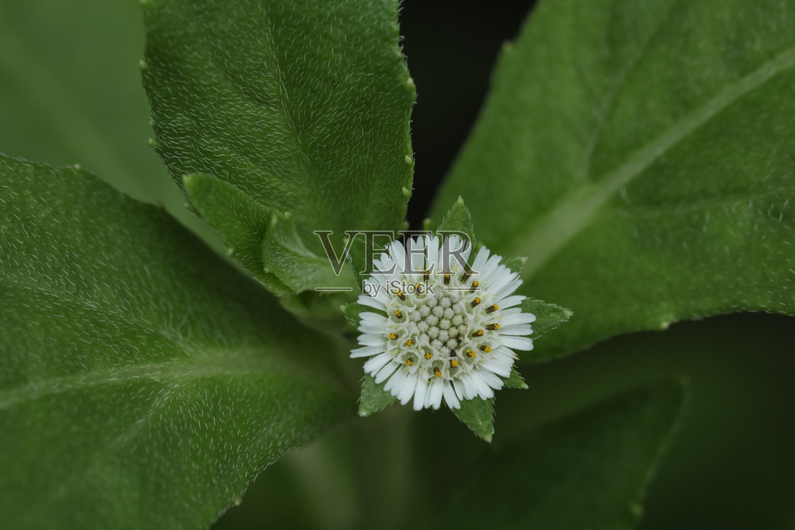 一名黛西。Eclipta prostrata。Eclipta阿尔巴。Bhringraj。杰巴·德戈。Karisalankanni。照片摄影图片