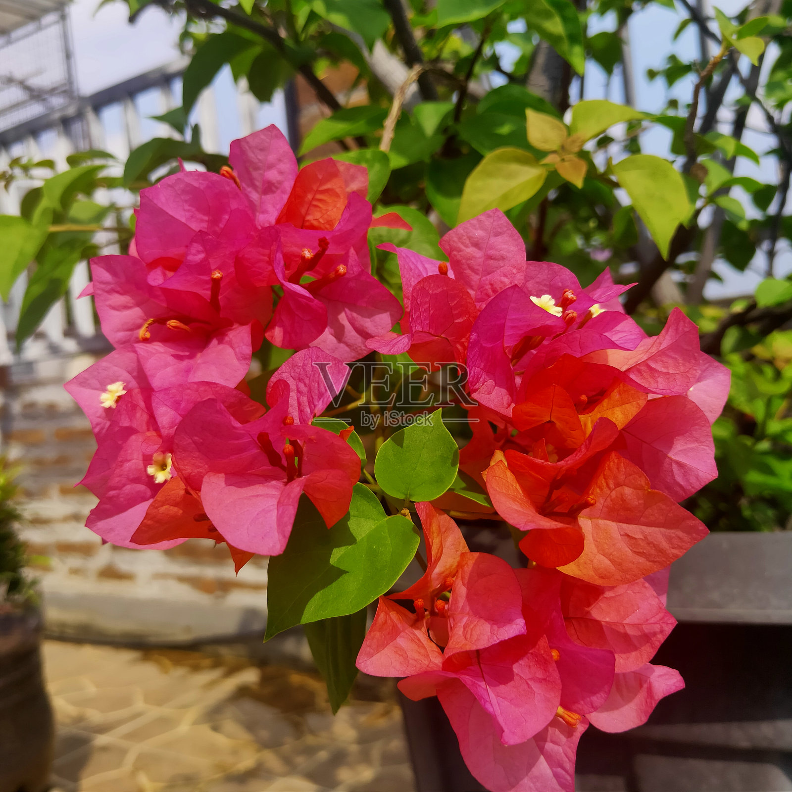 粉色Bougenville照片摄影图片