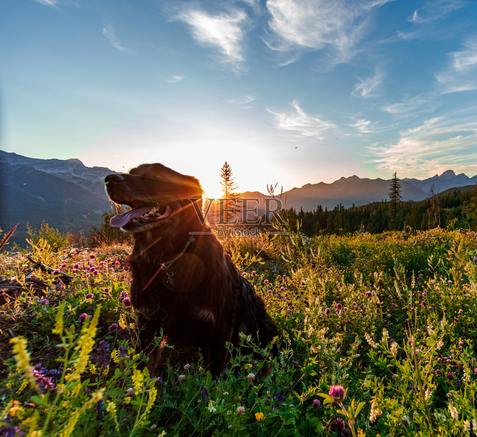田野里快乐微笑的狗照片摄影图片
