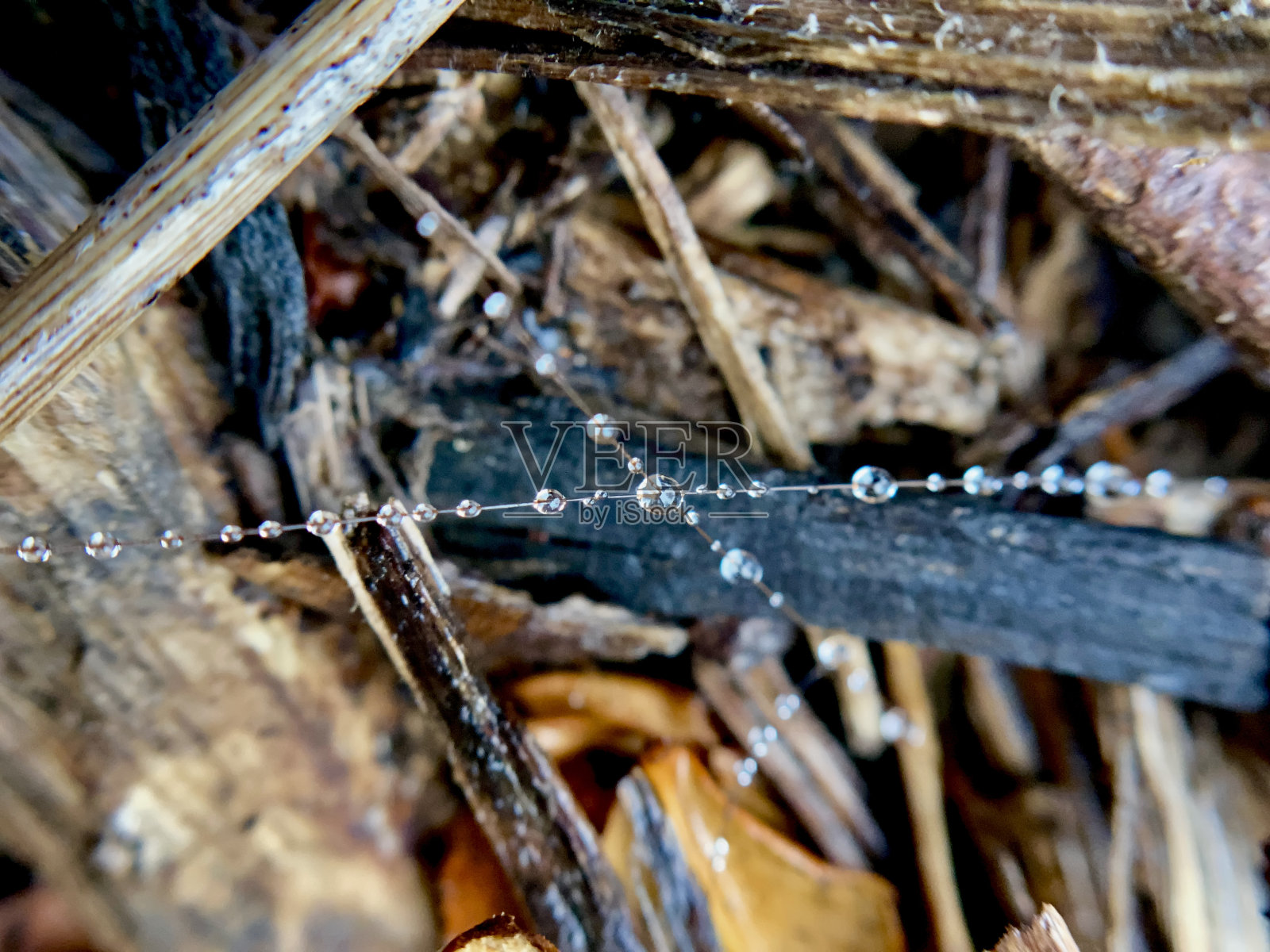 蛛网的特写与水滴在木头上照片摄影图片
