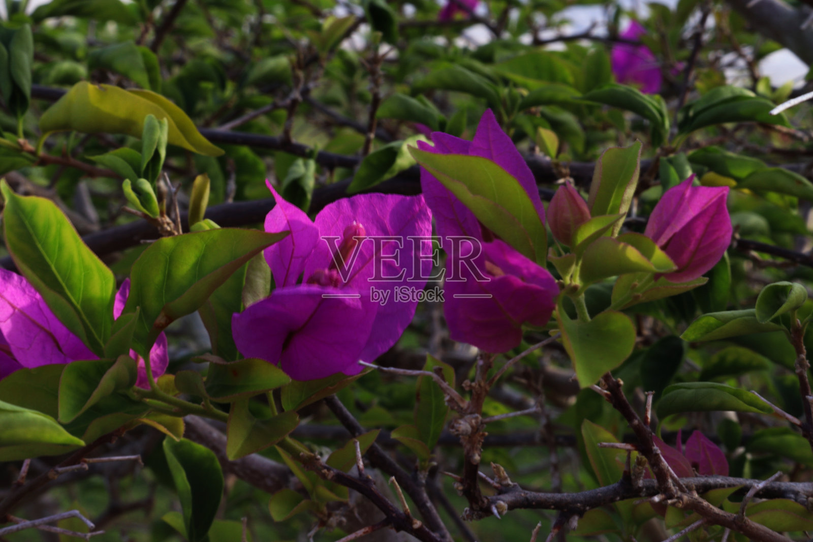 红色或紫色的三角梅,绿色背景照片摄影图片