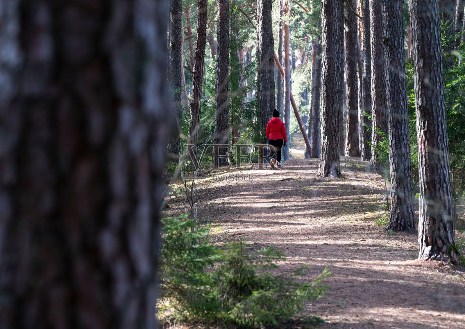 年轻的徒步旅行者在阳光明媚的日子里走在森林里照片摄影图片