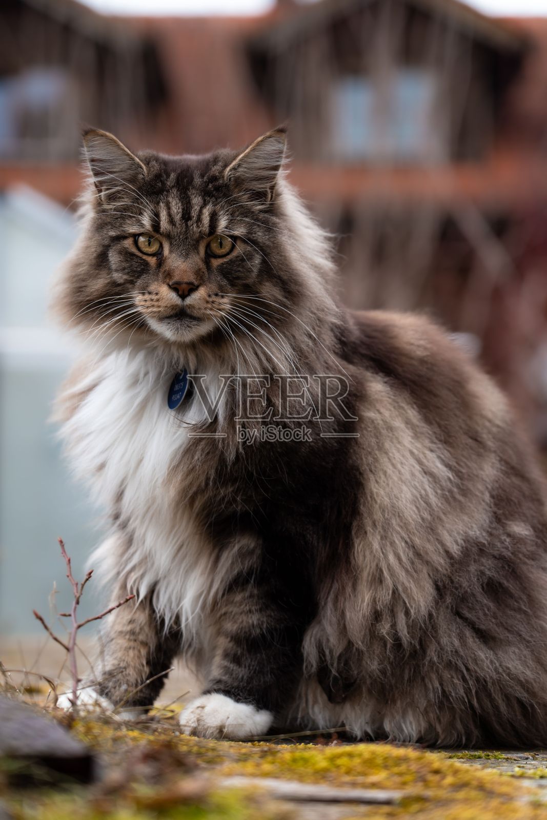 一只棕色雄性缅因猫站在户外,看着相机的垂直镜头照片摄影图片