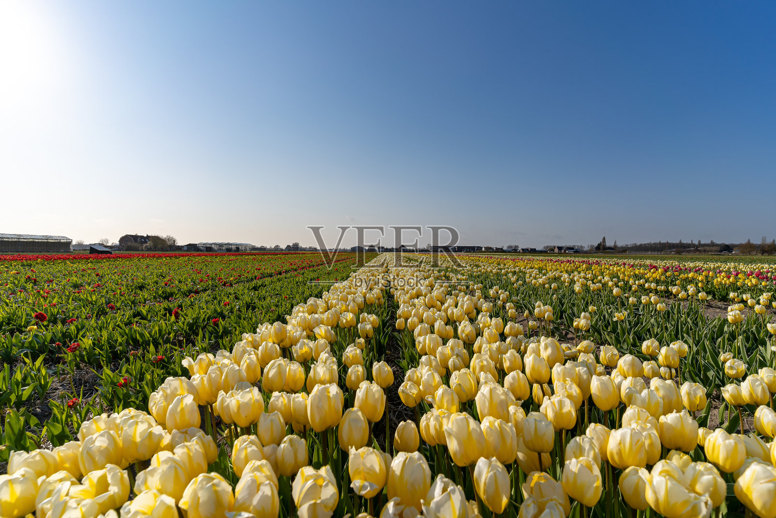 美丽的草地上有一排排盛开的黄色郁金香照片摄影图片